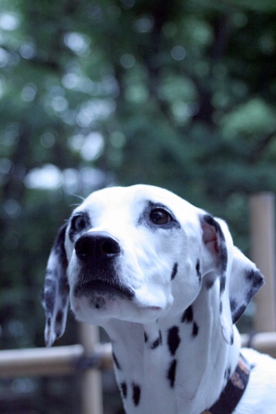 犬の犬種を10にグループ分け（JKC）【6G】嗅覚ハウンド(セントハウンド)の基本情報！