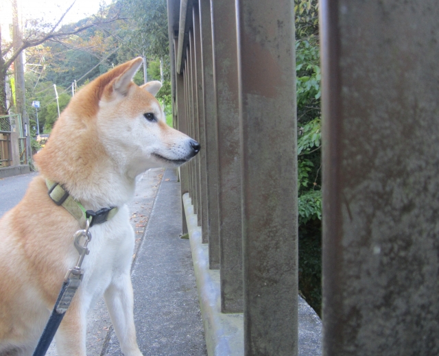 秋田犬の基礎知識　性格や特徴・平均寿命は？