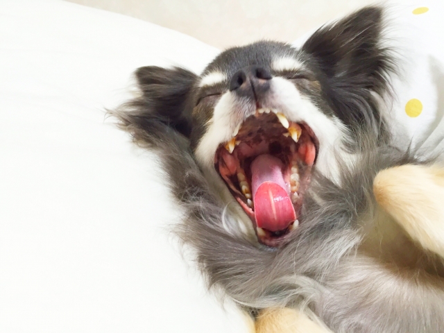 犬があくびをする理由は眠いからじゃないの？ストレスが潜んでいることも！