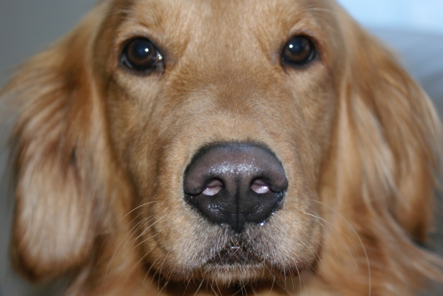 犬の鼻音から読み取る感情と健康のサインとは？
