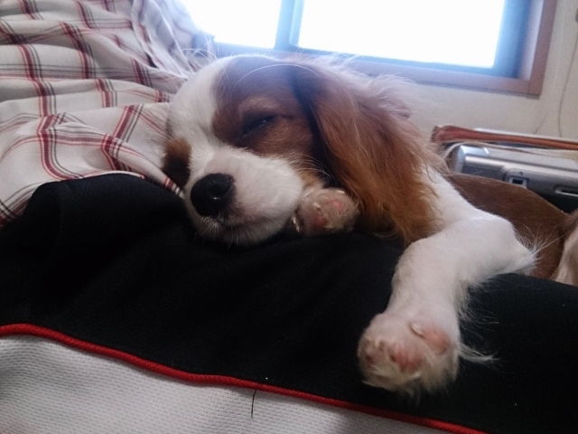 犬が飼い主の膝の上で寝る理由！犬が膝の上で寝る心理とは？