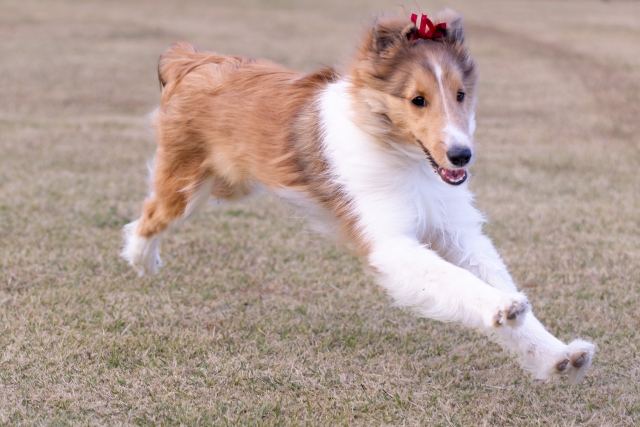 犬の追いかけっこ好きの理由と効果的な遊び方とは？安全なプレイと注意点も解説