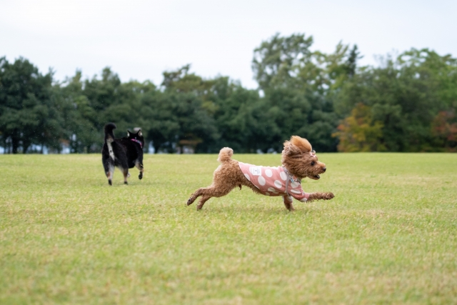 犬の追いかけっこ好きの理由と効果的な遊び方とは？安全なプレイと注意点も解説