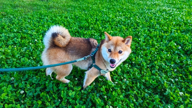 子犬のしつけ方法！初心者飼い主でも簡単にできるコツ