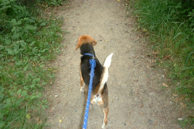 犬の散歩のしつけ方法～散歩中に多いトラブルとは？～