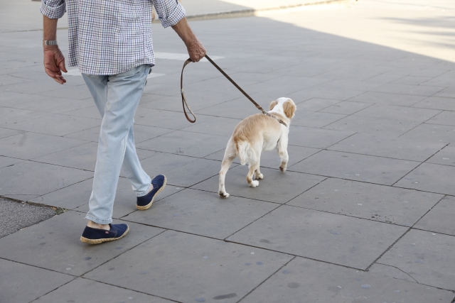 犬の散歩方法を紹介～適した時間・距離・回数とは？