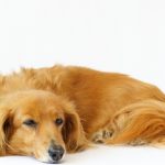 犬の犬種を10にグループ分け（JKC）【4G】ダックスフンドの基本情報！