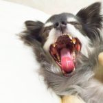犬があくびをする理由は眠いからじゃないの？ストレスが潜んでいることも！